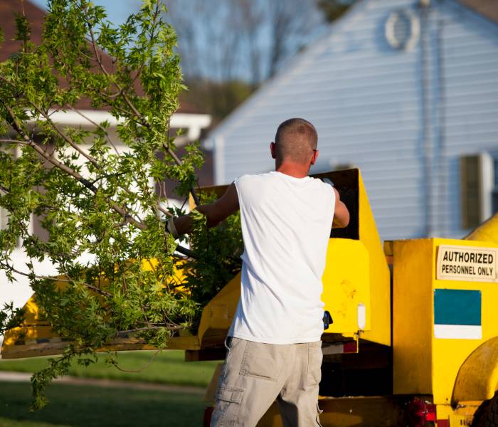 best tree removal service in Springfield